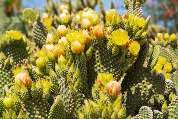 Prickly pear cactus blooming flowers in the spring southwest sonoran deserts of Phoenix, Arizona. - obrazy, fototapety, plakaty