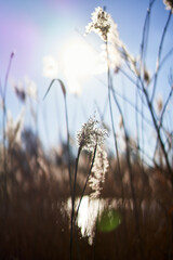 Fototapeta premium Reeds in the bright Sunlight