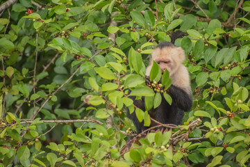 White-faced capuchin in Costa Rica.
