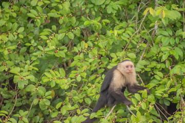 White-faced capuchin in Costa Rica.
