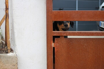 chien de garde derrière un portail