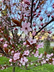 Chernihiv NotWar 2022 Ukraine 