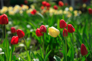 Red tulips on nature background