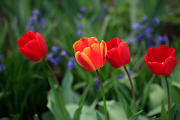 Red tulips on nature background