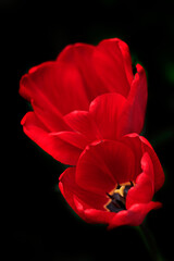 Fototapeta na wymiar Red tulips on nature background