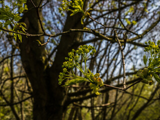 Seeds In Spring Time