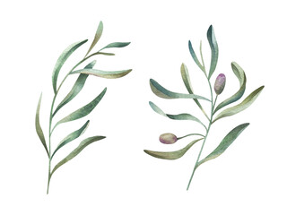 Hand painted watercolor set of olive branches. Decorative isolated elements for wedding invitations, greeting cards, for design of patterns.