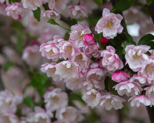 Spring Blossom