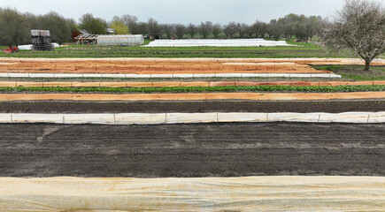 OLOMOUC, CZECH REPUBLIC, APRIL 17, 2022: Farm vegetable farming garden leaf table plant bio greenhouse drone aerial plantation beetroot planting red Beta vulgaris seedling bio farmer