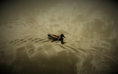 Fototapeta premium Duck on river