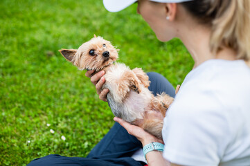Young woman in park sitting on grass with her cute little Yorkshire Terrier, carrying  it as a baby...