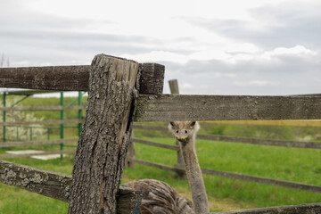 Ostrich walks in the yard with a wooden fence.
