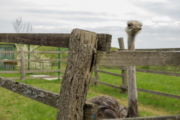Ostrich walks in the yard with a wooden fence.