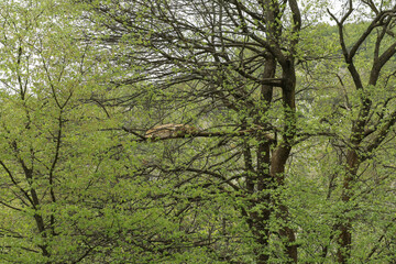 Lynx rests lying down and eats.