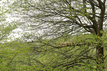 Lynx rests lying down and eats.