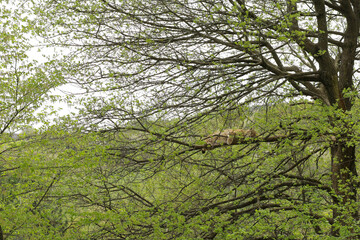 Lynx rests lying down and eats.