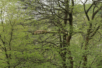 Fototapeta premium Lynx rests lying down and eats.