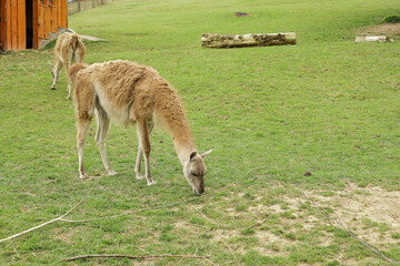 Alpacas graze in the field