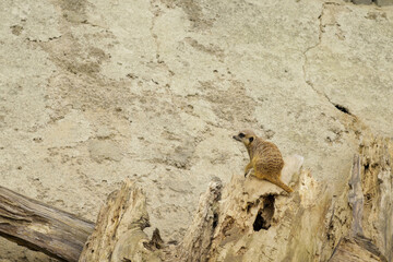 Fototapeta premium Meerkats on a cloudy day in search of food.