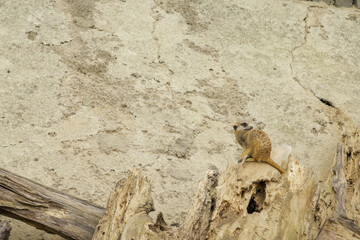 Meerkats on a cloudy day in search of food.