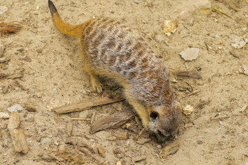 Obraz premium Meerkats on a cloudy day in search of food.