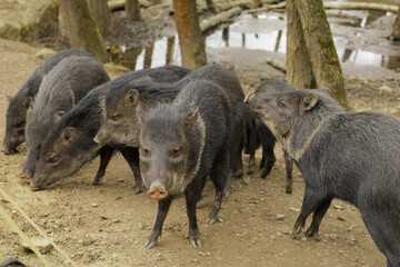 Wild little boars in search of food.