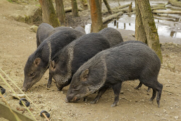 Wild little boars in search of food.