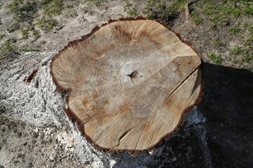 Beautiful Wooden stump with annual rings
