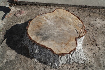 Nice Wooden stump with annual rings