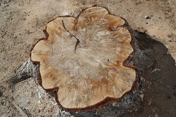 Wooden stump with annual rings