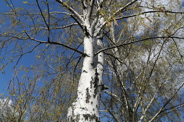 View of Birch trunk with clear sky