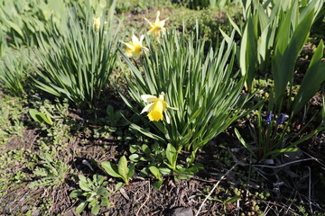 Beautiful narcissus in the garden