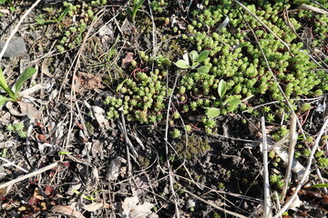 Beautiful grass on a soil