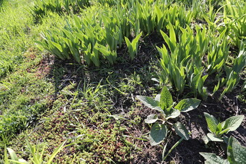Beautiful plants and grass on a soil