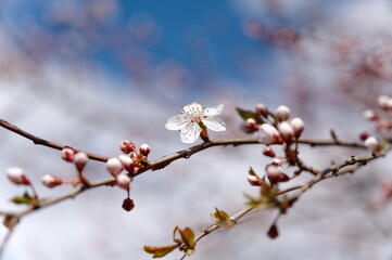 Kirschblüte Blüte Kirschpflaume im Frühling bei Sonnenschein