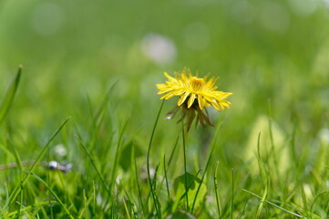 Löwenzahn Blüte auf Wiese, dandelion in grass