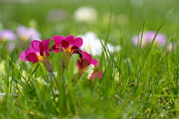 Primel violett Blüte auf Wiese im Frühling