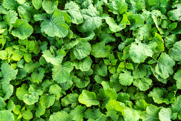sowing mustard in autumn as a fertilizer for the soil in agriculture.