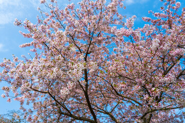Beautiful nature scene with blooming tree and sun flare. Spring background