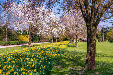 White and pink flowers. Beautiful nature scene with a flowering tree. Spring flowers. Beautiful garden