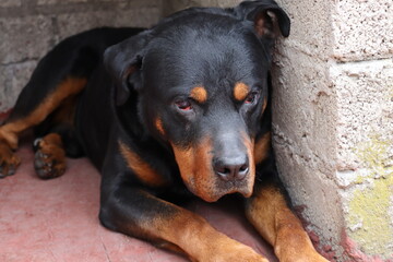 Rottweiler cansado, perro acostado descanso en su casa de tabique con una mirada triste, perro con ojos rojos, mascota color negro con manchas doradas 
