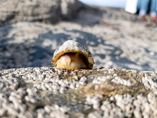 The Common Limpet, Patella vulgata, Sea Mollusc, is an aquatic snail with uncommonly strong teeth.