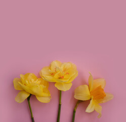 Narcissus flower on colored background