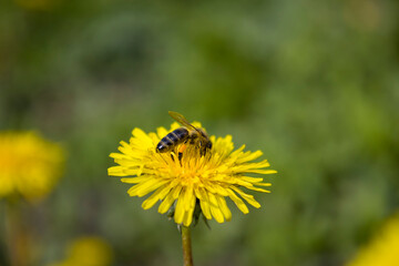 Dandelion flower with bee. Selective focus.