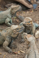 Closeup portrait of a group of rhinoceros iguanas (Cyclura cornuta). Wild animals