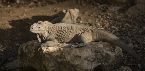 Close-up portrait of a rhinoceros iguana (Cyclura cornuta) basking in the sun. Wild animals