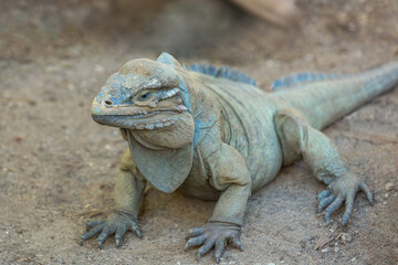 Rhino Iguana (Cyclura cornuta) close-up portrait. Wild animals