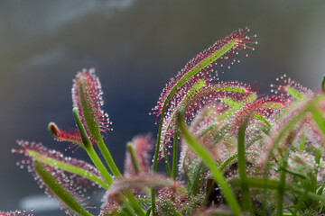 Sundew Drosera rotundifolia lives on swamps and it fishes