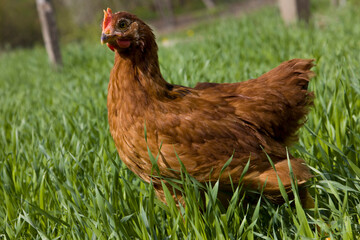 Red chicken on green grass