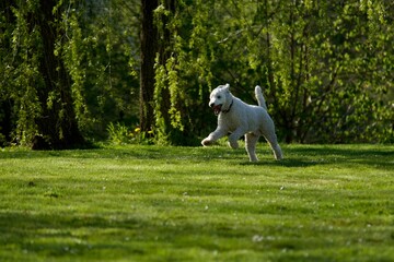 Portrait of a  Beautiful royal poodle dog at spring running on a nice garden
